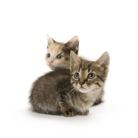Kittens on white backgroundの写真素材