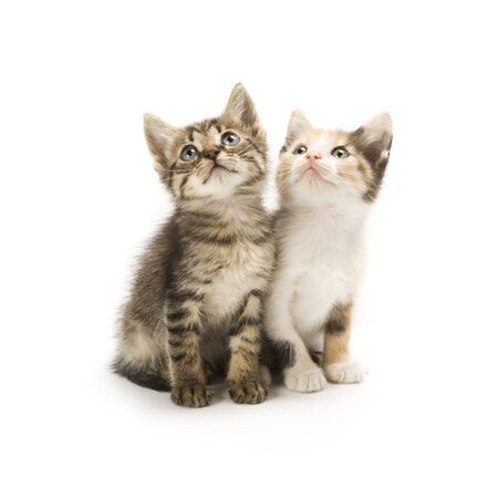 Kittens on white backgroundの写真素材