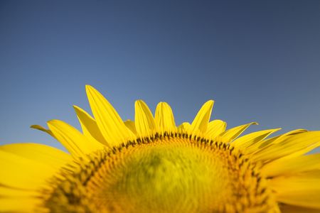 Sunflowerの写真素材