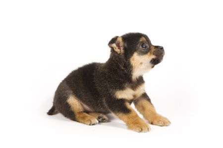 Cute puppy on white backgroundの写真素材