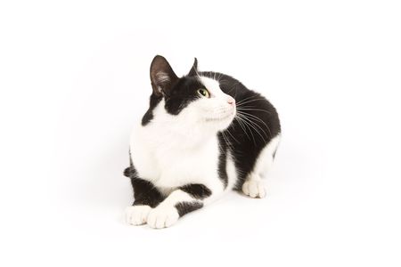 cat on a white backgroundの写真素材