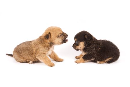 Two expressive puppies playing on a white backgroundの写真素材