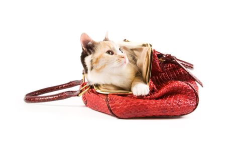 Cute kitten in a red bagの写真素材