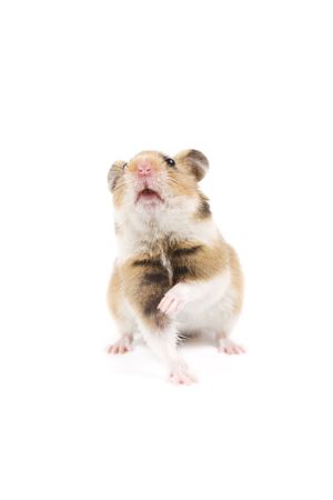 Adorable hamster isolated on a white backgroundの写真素材