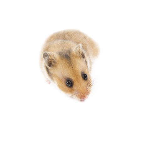 Adorable hamster isolated on a white backgroundの写真素材