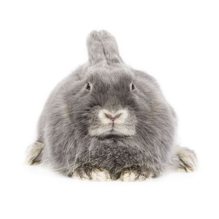 Adorable rabbit isolated on a white backgroundの写真素材