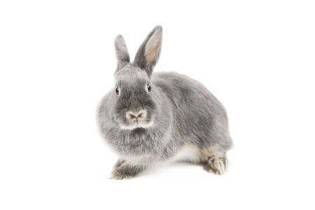 Adorable rabbit isolated on a white backgroundの写真素材
