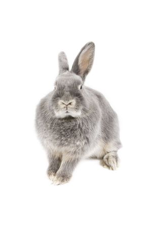 Adorable rabbit isolated on a white backgroundの写真素材