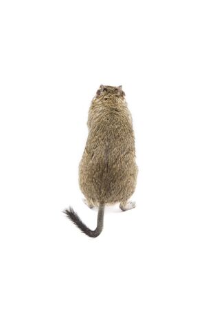 Photo of a degu isolated on a white backgroundの写真素材