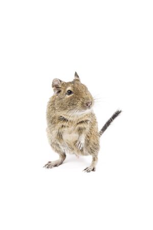 Photo of a degu isolated on a white backgroundの写真素材