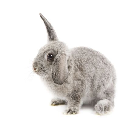 Adorable rabbit isolated on a white backgroundの写真素材