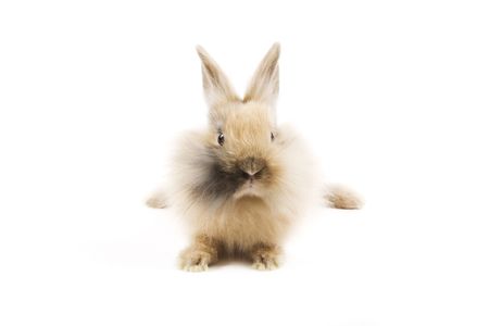 Adorable rabbit isolated on a white backgroundの写真素材