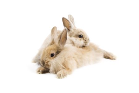 Two adorable rabbits isolated on a white backgroundの写真素材