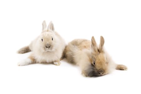 Two adorable rabbits isolated on a white backgroundの写真素材