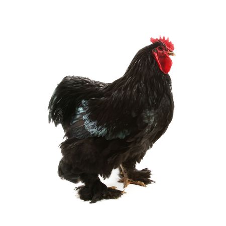 Black cochin rooster isolated on a white backgroundの写真素材