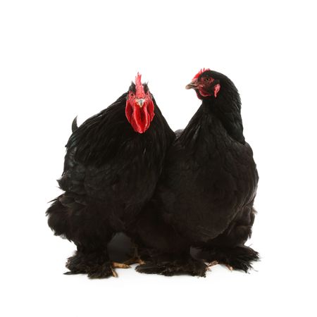Black cochin rooster and hen isolated on whiteの写真素材