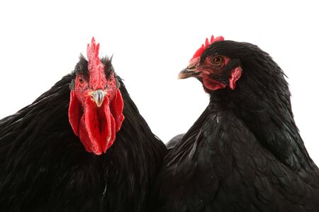 Black cochin rooster and hen isolated on whiteの写真素材