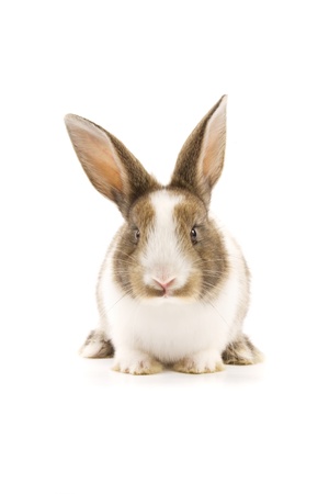 Adorable rabbit isolated on a white backgroundの写真素材