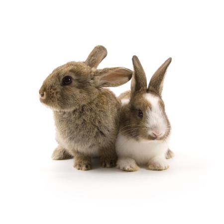 Two adorable rabbits isolated on a white backgroundの写真素材