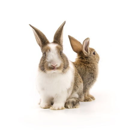Two adorable rabbits isolated on a white backgroundの写真素材