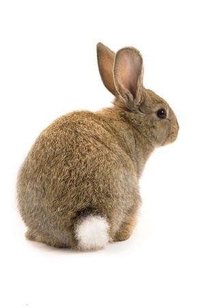 Adorable rabbit isolated on a white backgroundの写真素材
