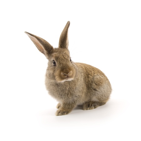 Adorable rabbit isolated on a white backgroundの写真素材