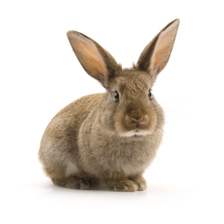 Adorable rabbit isolated on a white backgroundの写真素材