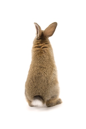 Adorable rabbit isolated on a white backgroundの写真素材