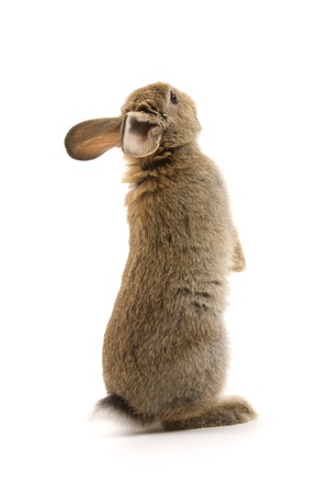 Adorable rabbit isolated on a white backgroundの写真素材