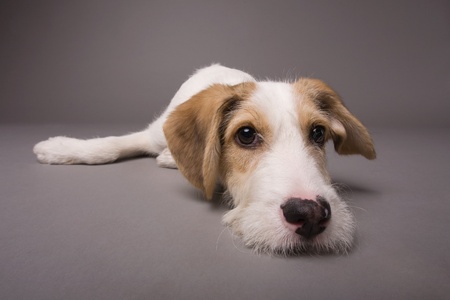 Cute dog on a grey backgroundの写真素材