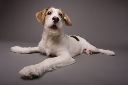 Cute dog on a grey backgroundの写真素材