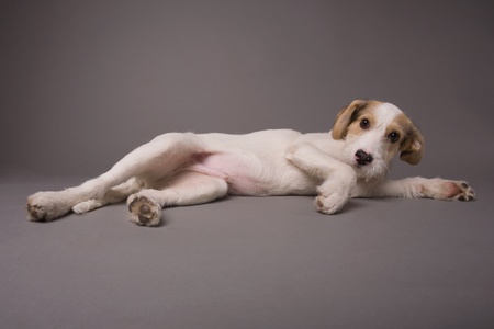 Cute dog on a grey backgroundの写真素材