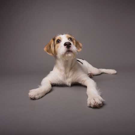 Cute dog on a grey backgroundの写真素材