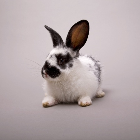 Adorable bunny on a grey backgroundの写真素材