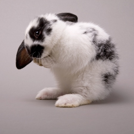 Adorable bunny on a grey backgroundの写真素材