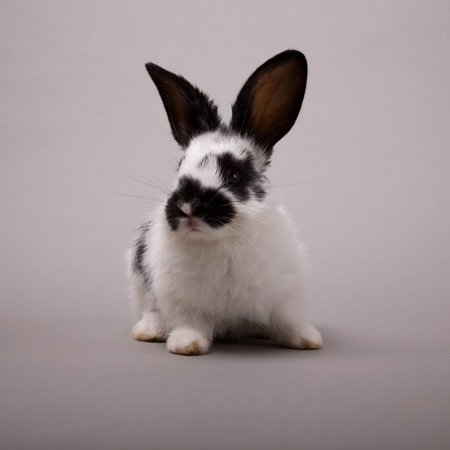 Adorable bunny on a grey backgroundの写真素材