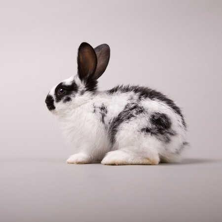 Adorable bunny on a grey backgroundの写真素材