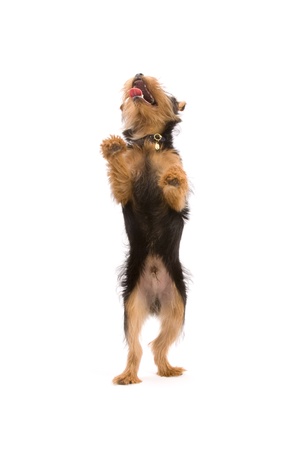 Adorable Yorkshire Terrier isolated on whiteの写真素材
