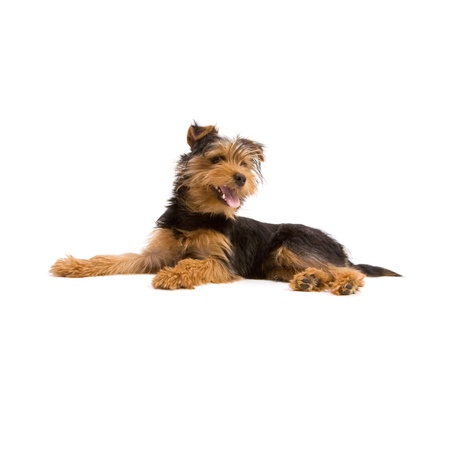 Adorable Yorkshire Terrier isolated on whiteの写真素材
