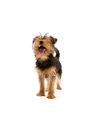 Adorable Yorkshire Terrier isolated on whiteの写真素材