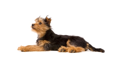 Adorable Yorkshire Terrier isolated on whiteの写真素材