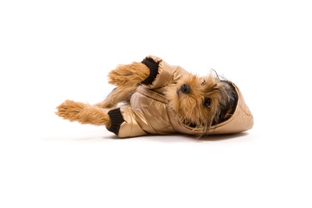 Dressed up Yorkshire Terrier isolated on whiteの写真素材