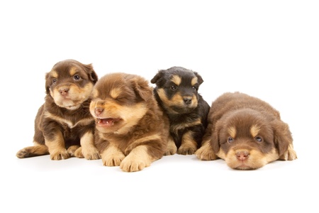 Adorable puppies isolated on a white backgroundの写真素材
