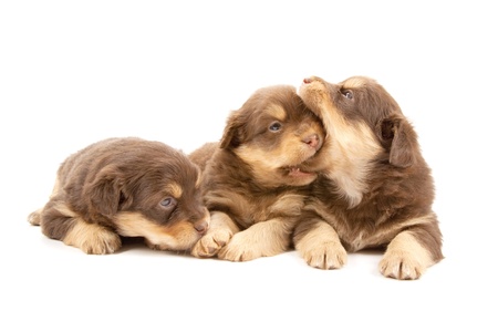 Adorable puppies isolated on a white backgroundの写真素材