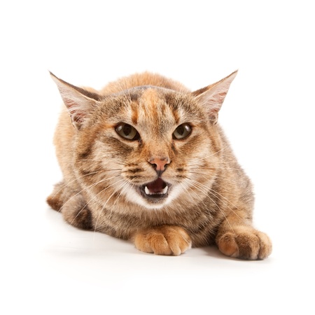 Angry cat isolated on a white backgroundの写真素材