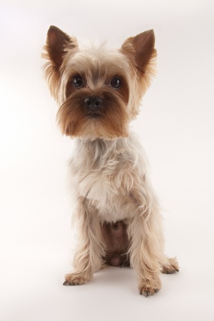 Yorkshire Terrier on a light gray backgroundの写真素材