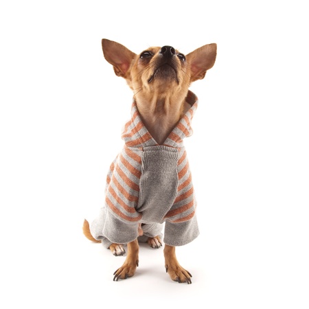 Dressed Chihuahua isolated on whiteの写真素材