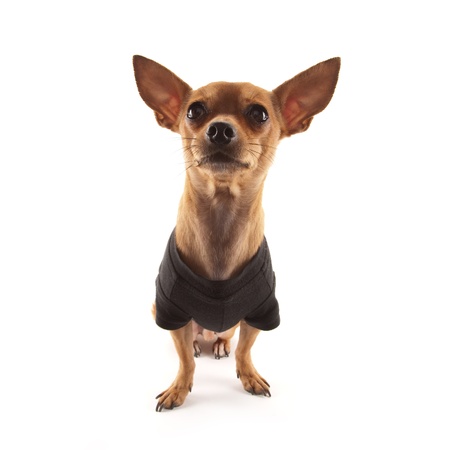 Dressed Chihuahua isolated on whiteの写真素材