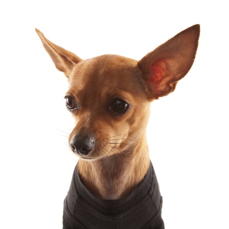 Dressed Chihuahua isolated on whiteの写真素材