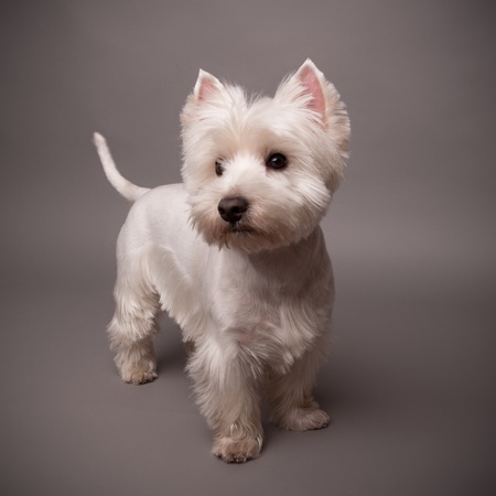 Adorable West Highland Terrier (Westie) on a gray backgroundの写真素材